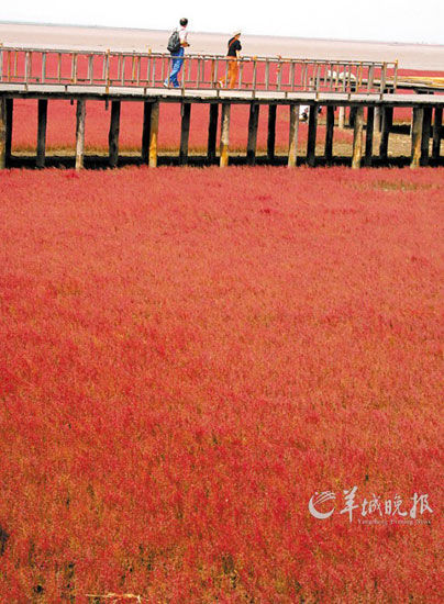 遼寧盤錦紅海灘，面積達9萬畝